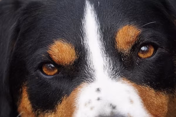 Appenzeller Mountain Dog, Bläss, Appenzeller Sennenhund, white blaze, Blässe