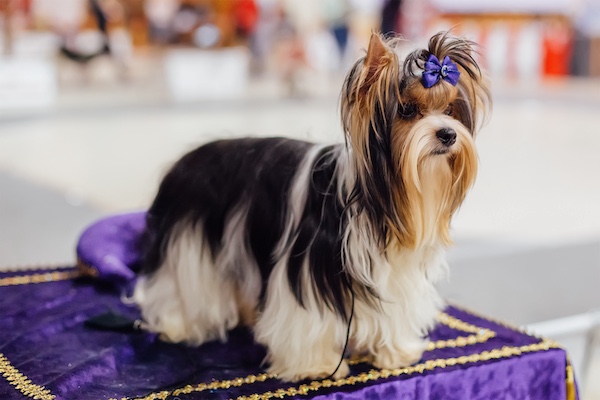 Biewer Terrier, coat, grooming, ponytail, topknot, headcoat