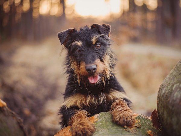 Jagdterrier, German Hunting Terrier, breed instinct redirected, conservation dogs, detection dogs, working dogs, purebred dogs, breed preservation, breed purpose, canine scent detection, Mawhai, kauri dieback, New Zealand