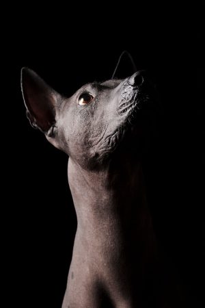 Xoloitzcuintli, Xolo, Mexican Hairless Dog, Mictlan, Mexica, Aztec Mythology, Afterlife, Dogs in Mythology, Cerberus, Dante's Inferno, Yama, Rigveda, Florentine Codex, Iris DeMent, Dog Recognition, death, afterlife, underworld, Dante's inferno