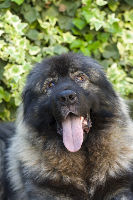 Macedonian Shepherd Dog Karaman, Karaman,LGD, Yugoslavian Shepherd Dog, Šarplaninac, Sharplanina,North Macedonia,Vlatko and Marjan Kostovski,Milivoje Urošević, Darko Drobnjak, Marija Karova