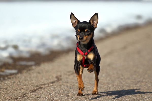 Miniature Pinscher, Min Pin, gait, reach and break, hackney-like gait, hackney gait,