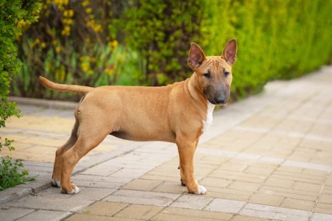 Miniature Bull Terrier, AKC, Breed Standards, Coat Color, Brindle, Black and Tan, Tricolor, FCI, United Kennel Club, Miniature Bull Terrier Club, Disqualifications, Blue Eyes, Judging, Red, Fawn