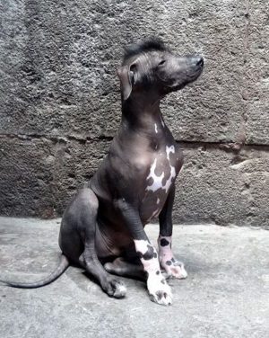 Pio, Perro sin pelo del Perú, Dog without hair of Peru, Perros Flora, Flower Dogs, Moonflower Dog, Inca Hairless Dog, Peruvian Hairless Dog,Peruvian Inca Orchid, PIO, Museo Nacional de Arqueología, Antropología e Historia del Perú, Perro sin Pelo del Perú,