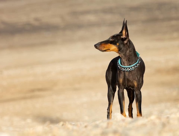 Manchester Terrier, thumb mark, pencilling, breeching
