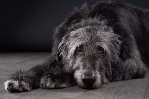 Scottish Deerhound, Westminster, George Shepard Page, Duke of Sutherland, Dunrobin Castle, CH Olga, Duchess of Wellington,Elizabeth Sanfilippo,Bruar II, Bonnie Robin