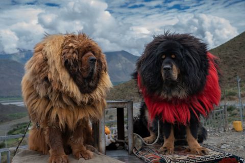 Tibetan Mastiff, kekhor,Erdene Zuu monastery,yak, yak-hair collars,ske’kor