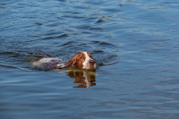 Welsh Springer Spaniel,water,Gamekeepers' Classes,springer spaniel,Welshie, spaniels, sporting dogs, hunting dogs, water dogs,hunting dog