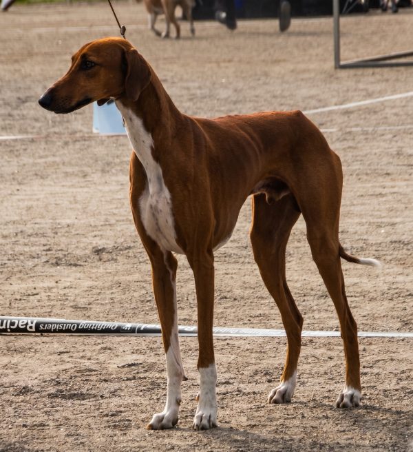 Azawakh, Azawakh Hip Bones, Pelvis, Hip Bones, Breed Standard, AKC, FCI, United Kennel Club, Sighthounds, Hunting Dogs, Dog Conformation, Gait, Topline, Hindquarters, Sahel