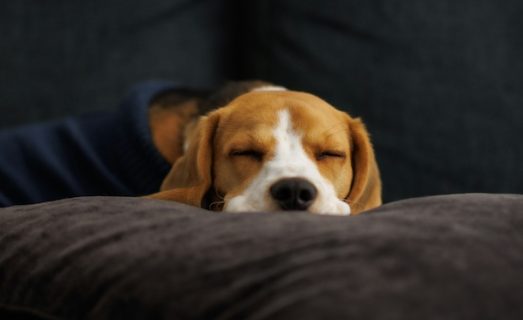 Beagle, color, acceptable,fault, disqualification