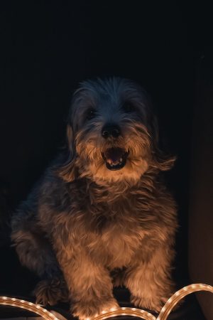 Dandie Dinmont Terrier, Scottish gin, Selkirk Distillers.