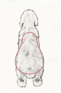 Old English Sheepdog, OES, Bobtail, Pear-Shaped, Breed Standard, United Kennel Club, Royal Kennel Club, Dog Conformation, Grooming, Topline, Loin, Hindquarters