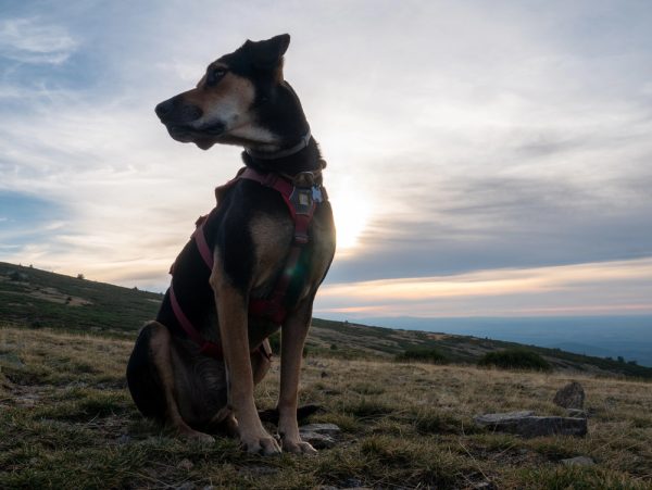 New Zealand Huntaway, barking, voice, New Zealand Sheep Dog Trial Association,